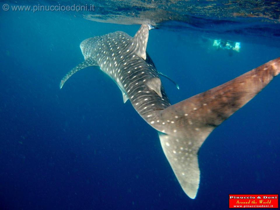 Djibouti - Whale Shark in the Gulf of Aden - 02.jpg